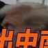 習被趕出中南海 川馬反目大爆發 每日直播精華 遠見快評 2025 06 05