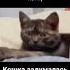 кот задумался под казахскую музыку домбра кот мысық куй казакшамузыка кошка юмор прикол