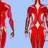 GCSE PE Podcast Muscular System