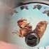 Ice Age The Meltdown Dvd