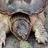 TURTLE REFLEX VS CAT REFLEX Shorts Ytshorts Shortvideo Facts Trending Viralshorts Viralvideo