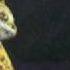 The Cat 99 Miaow Sistema 3 Remix