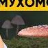 ОПАСНОСТЬ МУХОМОРОВ