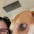 Willow And Auntie Together Shorts Americanfoxhound Doglovers Friday Dogofyoutube Auntielife