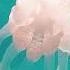 Relaxing Ocean Vibes Mesmerizing Underwater Creatures Calm Sea Views