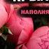 ПРАКТИКА ТЕСТ И МЕДИТАЦИЯ РОДОВАЯ СИСТЕМА КРЫЛЬЯ РОДА ПОДДЕРЖКА СИЛА ПРЕДКОВ ЧАСТЬ 2