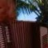 Siboney Composer Ernesto Lecuona Cuba Accordion Music