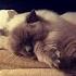 Lullaby Time