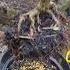 How To Plant Air Layering Rose Santigi Fastly Bonsai Santigikarang Airlayering Gardening Fyp