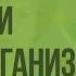 Основные направления селекции микроорганизмов Видеоурок по биологии 9 класс