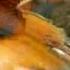 Yuri Bashmet Help My 1758 Viola Falls Apart This One Replaces The Old Video