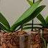 How To Rescue Orchids Revive Them Easily