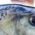 Surface Takes From Big Chub On Bread In Small River Team Galant