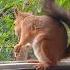 Ужин для Бусинки белки белочка Squirrel Animals Lyrics Music добрыйвечер