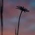 Hope Is The Thing With Feathers By Emily Dickinson Poem