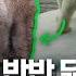 북극곰이야 회색곰이야 요즘 부쩍 늘어난 새끼곰 출생의 비밀 연합뉴스 Yonhapnews