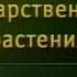 Передача 13 Популярные лекарственные растения