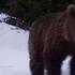 Тянь шаньские бурые медведи уходят в спячку