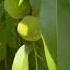 Tips To Have An Abundance Of Peaches