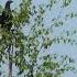 Тетерев токует Lyrurus Tetrix Song Of Black Grouse