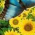 Butterfly Life Cycle Metamorphosis Song