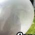 Albedo In Action Balloon Pop Test