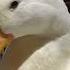 Quacky I M CIMI It S Nice To E Meet You