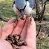 Поползень умная птица The Nuthatch Is A Smart Bird