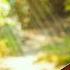 Beautiful Flowers 1 Hour Relaxing Acoustic Guitar Music With Flowers For Study Stress Relief