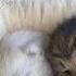 MakSim Мама кошка MakSim Mom Cat With Lyrics