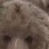 Never Rope A Grizzly Bear