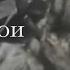 Собаки герои Второй мировой войны