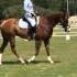 Just Joe Aka AX For Sale Dressage Test