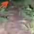 MENYERAMKAN KANG ADIT TERBANG DI HUTAN PANGLEUNGIT SAAT NETRALISIR PAPAP