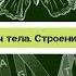 Биология 8 класс 35 Наружные покровы тела Строение и функции кожи