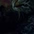 GMFU Odetari 6arelyhuman Odetarigetsomesleep Cat Meow Gmfu GMFU