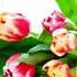 Ұстазыма мың алғыс Роза Әлқожа