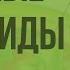 Основные органоиды клетки Видеоурок по биологии 9 класс