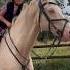 Having Fun On The Best Horse Horseriding Equestrianlife Horsejumping Eventing Stallion