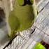 Sonu Lulu Our New Family Member Parrot Talkingparrot Pets Funny Superbparrot Parrotlet Love