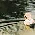 Swan Lake Op 20 Act III No 21 Danse Espagnole Allegro Non Troppo Tempo Di Bolero 2021