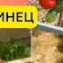 ПОДСИНСКАЯ ЛИАНА МИНУСИНЕЦ обзор томата высылаю семена