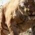 THE JUNGLE BOOK Meet Shere Khan Clip Official Disney UK