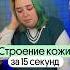 СТРОЕНИЕ КОЖИ ЗА 5 СЕКУНД Лайфхак по запоминанию биология огэ лайфхаки