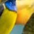 Suara Pikat Burung Sogok Ontong Ribut Kombinasi Suara Burung Sirtu Paling Ampuh Durasi Panjang 1 Jam