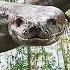 This Jungle Is Full Of Giant Pythons Movie Film
