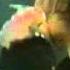 HIM Rock Im Park 2001 Right Here In My Arms