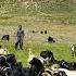 A Nomadic Man S Adventure In The Mountains Of Iran Traditional Herding In Nomadic Life