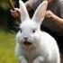 Bailey Sadly Fails To Save The Kitten Rabbit Youtubeshorts Catshorts Cute Aivideo Kitten