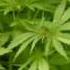 Benji Ich Rauch Mein Ganja